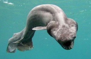 У берегов Шотландии поймали акулу-чудовище u-beregov-shotlandii-pojmali-akulu-chudovishhe