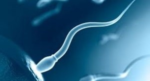 Донор спермы для ЭКО donor-spermy-dlya-eko