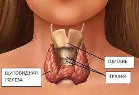 Щитовидная железа функции в нашем организме и симптомы при которых надо обратиться к врачу shhitovidnaya-zheleza-funkcii-v-nashem-organizme-i-simptomy-pri-kotoryx-nado-obiratsya-k-vrachu