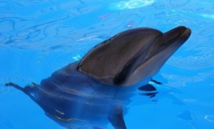 kadovsk-delfinarij-akvarel Скадовск дельфинарий Акварель адрес телефон
