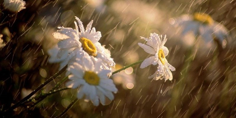 Прогноз погоды в Украине 23 мая 2017 года синоптики обещают дожди с грозами