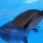 Скадовск дельфинарий Акварель цены 2018 года