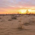 Пісок і кактуси Україна перетворюється на пустелю