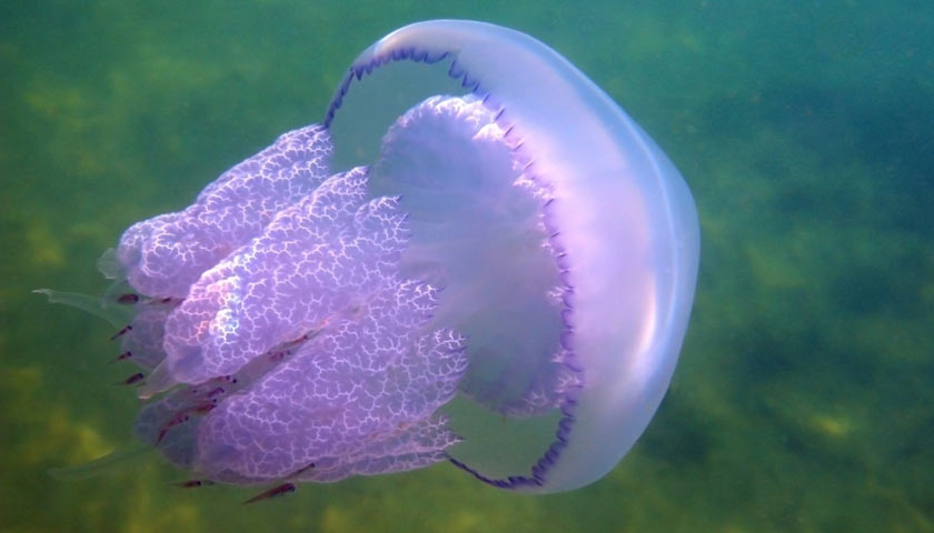 На Азовское море вернулись ядовитые медузы что делать если ужалила