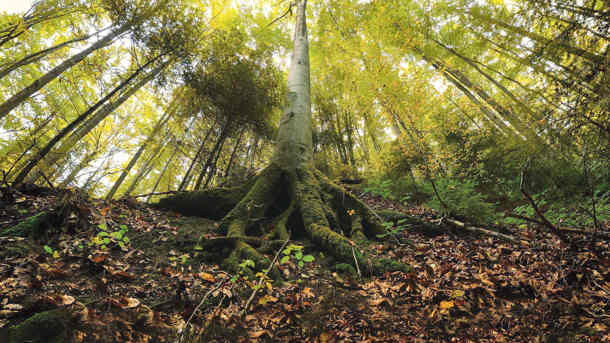21 марта Всемирный день защиты лесов где на Земле еще сохранились живые современники древнего мира