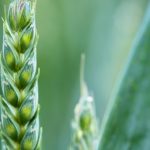 Каким будет урожай 2019 года эксперты дали прогноз в связи с начавшейся посевной