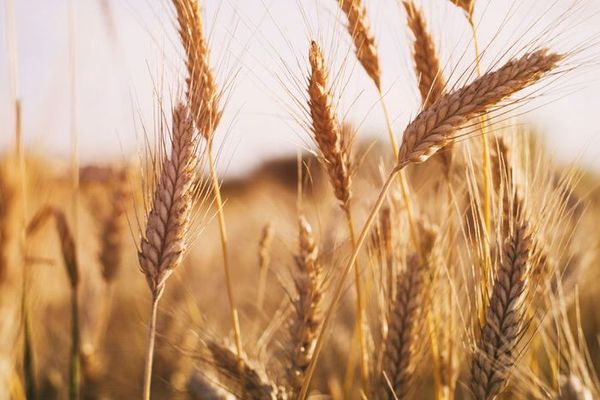 Украина будет покупать хлеб за границей аграрии уже продают еще не выращенный урожай пшеницы