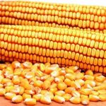Посівна триває Миколаївщина отримала насіння кукурудзи