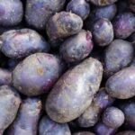 Вчені створили перший у світі сорт антикризової картоплі