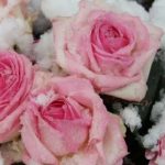Готовим сад к морозам Подкормка обрезка и правила укрытия роз на зиму