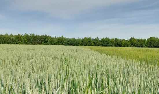 Названо прогнозовану врожайність ярих зернових культур