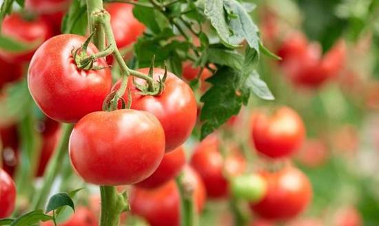 Основні пункти що необхідно пам'ятати під час цвітіння і плодоношення томатів