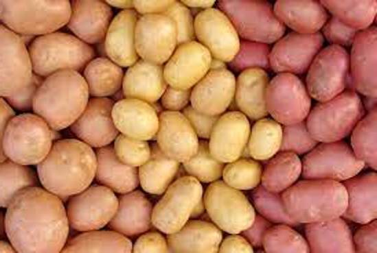 Сорта картофеля для Украины