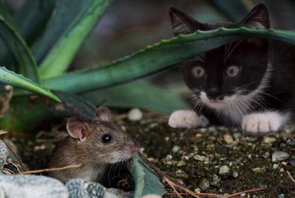 Щури та миші заполонили Херсонщину як перемогти гризунів?