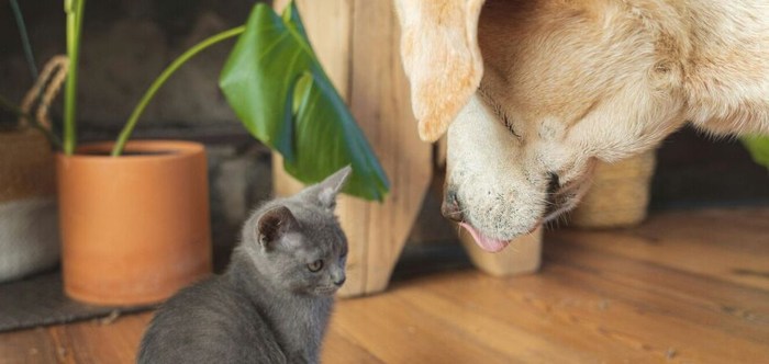 Кот или собака Влияет ли характер человека на то какого домашнего питомца он выбирает