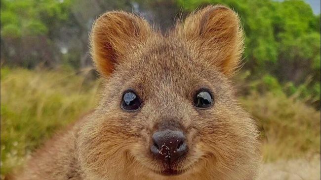 Квокка: обаяние и уязвимость одного из самых милых животных
