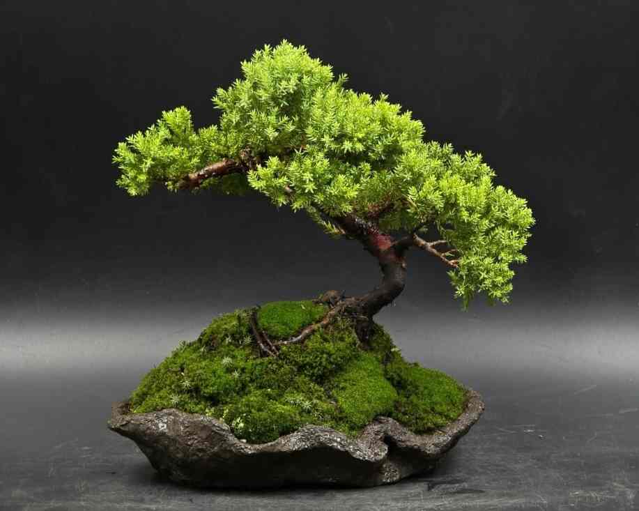 Сосновий бонсай як мистецтво балансу між природою та людиною